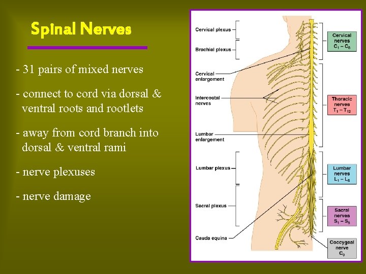 Spinal Nerves - 31 pairs of mixed nerves - connect to cord via dorsal