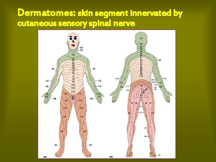 Dermatomes: skin segment innervated by cutaneous sensory spinal nerve 