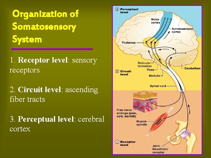 Organization of Somatosensory System 1. Receptor level: level sensory receptors 2. Circuit level: level