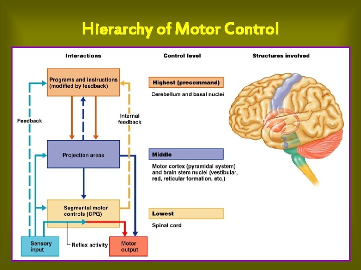 Hierarchy of Motor Control 