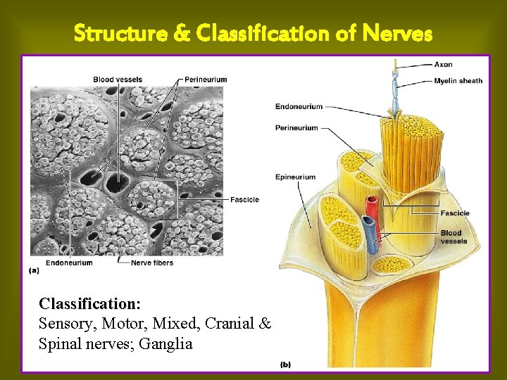 Structure & Classification of Nerves Classification: Sensory, Motor, Mixed, Cranial & Spinal nerves; Ganglia