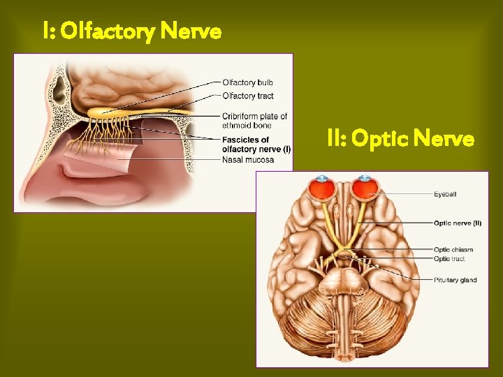 I: Olfactory Nerve II: Optic Nerve 