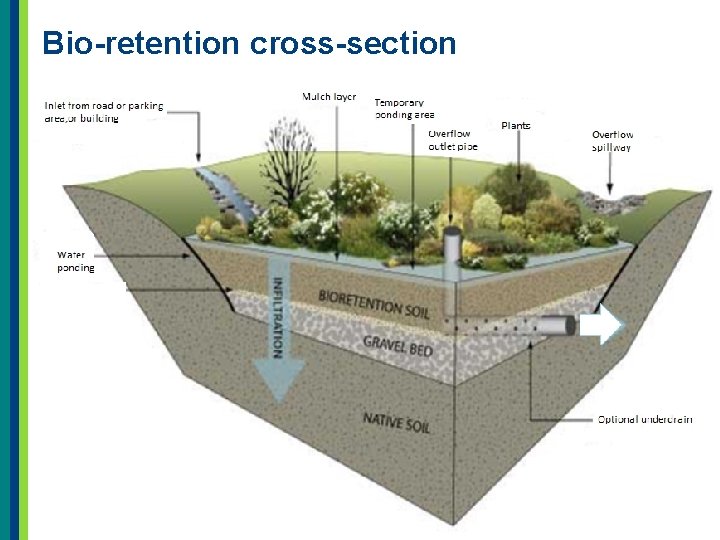 Bio-retention cross-section 