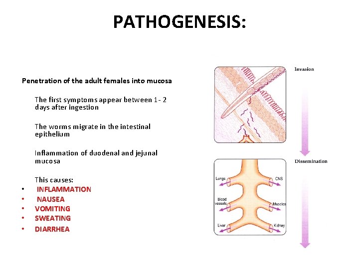 PATHOGENESIS: Penetration of the adult females into mucosa The first symptoms appear between 1