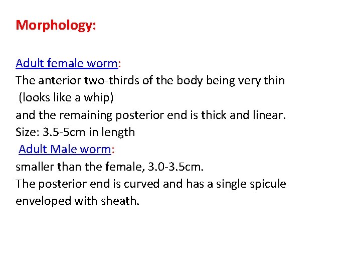 Morphology: Adult female worm: The anterior two-thirds of the body being very thin (looks