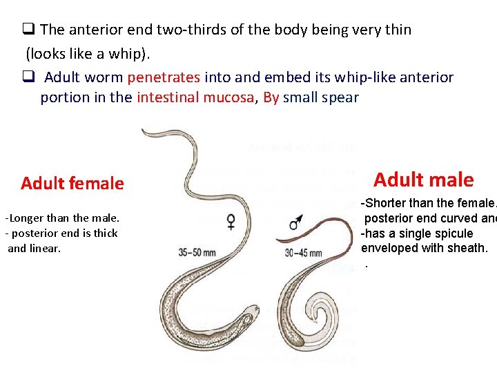 q The anterior end two-thirds of the body being very thin (looks like a
