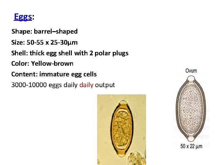Eggs: Shape: barrel–shaped Size: 50 -55 x 25 -30μm Shell: thick egg shell with