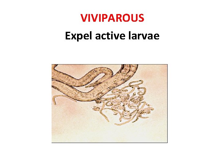 VIVIPAROUS Expel active larvae 