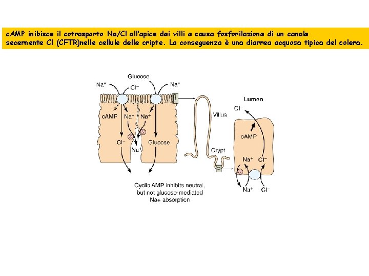 c. AMP inibisce il cotrasporto Na/Cl all’apice dei villi e causa fosforilazione di un