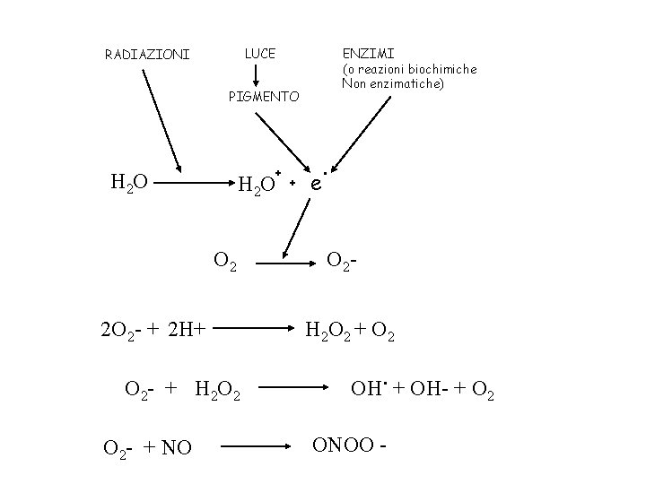 LUCE RADIAZIONI ENZIMI (o reazioni biochimiche Non enzimatiche) PIGMENTO + H 2 O O