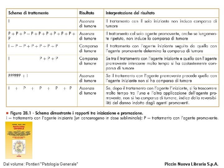 Figura 28. 1 - Schema dimostrante i rapporti tra iniziazione e promozione. Dal volume: