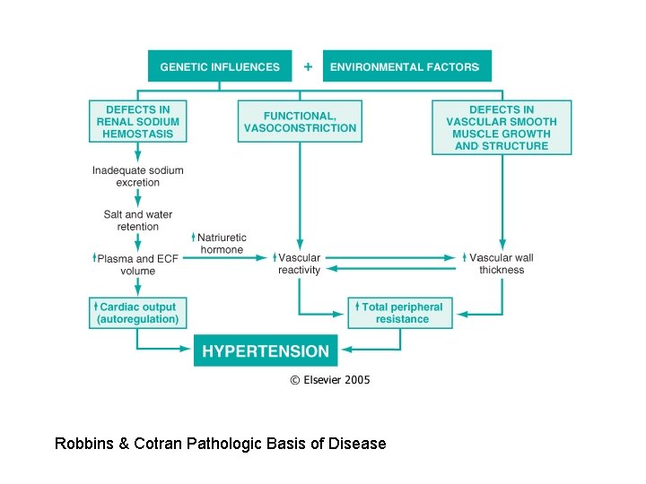 Robbins & Cotran Pathologic Basis of Disease 