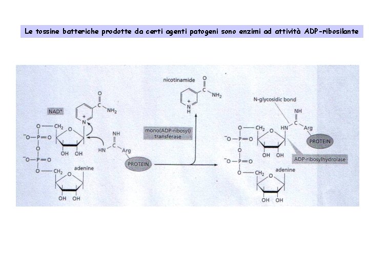 Le tossine batteriche prodotte da certi agenti patogeni sono enzimi ad attività ADP-ribosilante 