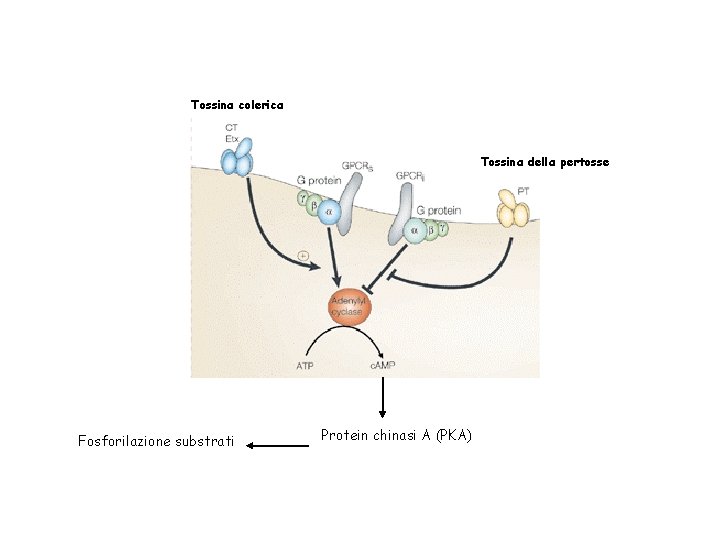 Tossina colerica Tossina della pertosse Fosforilazione substrati Protein chinasi A (PKA) 