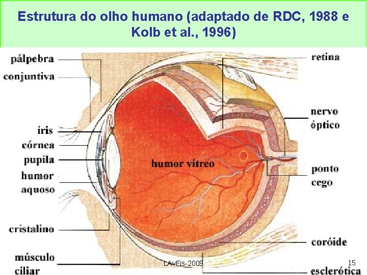 Estrutura do olho humano (adaptado de RDC, 1988 e Kolb et al. , 1996)