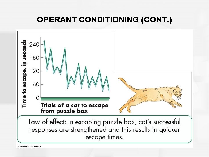 OPERANT CONDITIONING (CONT. ) 