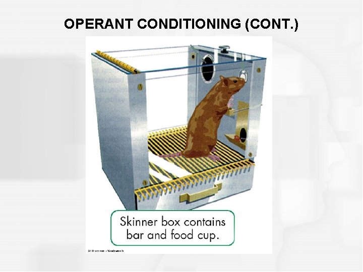 OPERANT CONDITIONING (CONT. ) 
