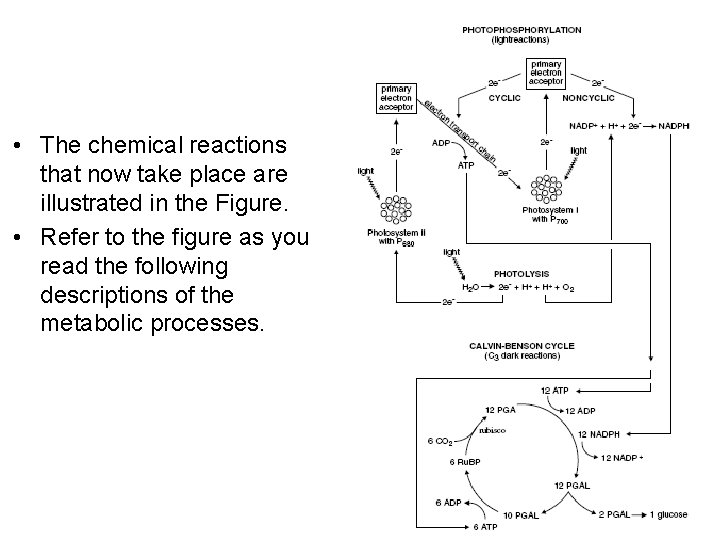  • The chemical reactions that now take place are illustrated in the Figure.