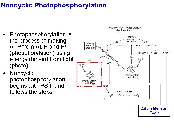 Noncyclic Photophosphorylation • Photophosphorylation is the process of making ATP from ADP and Pi