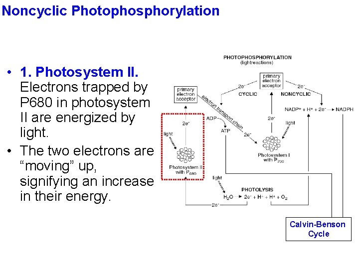 Noncyclic Photophosphorylation • 1. Photosystem II. Electrons trapped by P 680 in photosystem II