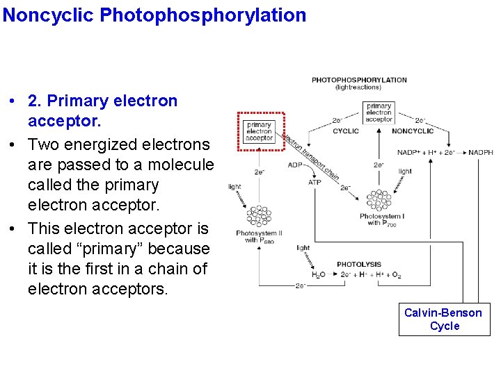 Noncyclic Photophosphorylation • 2. Primary electron acceptor. • Two energized electrons are passed to