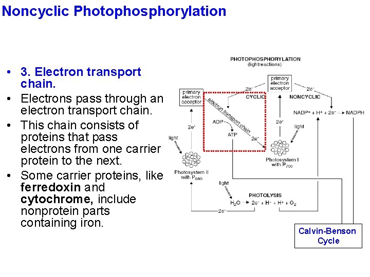 Noncyclic Photophosphorylation • 3. Electron transport chain. • Electrons pass through an electron transport