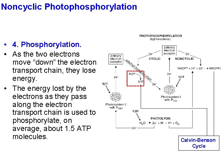 Noncyclic Photophosphorylation • 4. Phosphorylation. • As the two electrons move “down” the electron