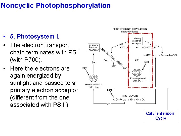 Noncyclic Photophosphorylation • 5. Photosystem I. • The electron transport chain terminates with PS