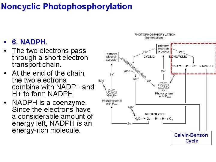 Noncyclic Photophosphorylation • 6. NADPH. • The two electrons pass through a short electron