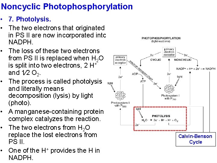 Noncyclic Photophosphorylation • 7. Photolysis. • The two electrons that originated in PS II