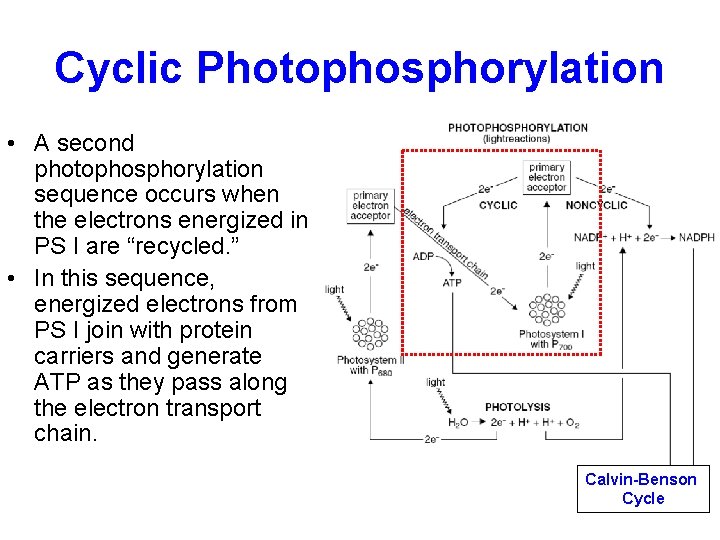 Cyclic Photophosphorylation • A second photophosphorylation sequence occurs when the electrons energized in PS