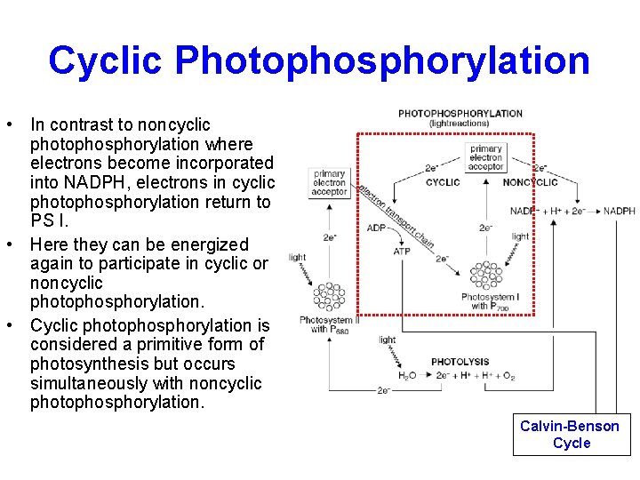 Cyclic Photophosphorylation • In contrast to noncyclic photophosphorylation where electrons become incorporated into NADPH,