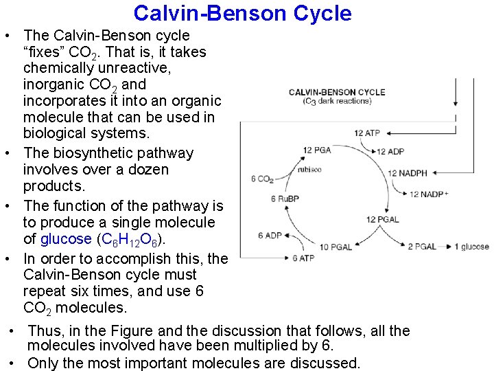 Calvin-Benson Cycle • The Calvin-Benson cycle “fixes” CO 2. That is, it takes chemically