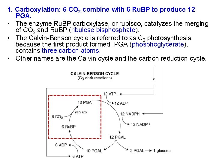 1. Carboxylation: 6 CO 2 combine with 6 Ru. BP to produce 12 PGA.