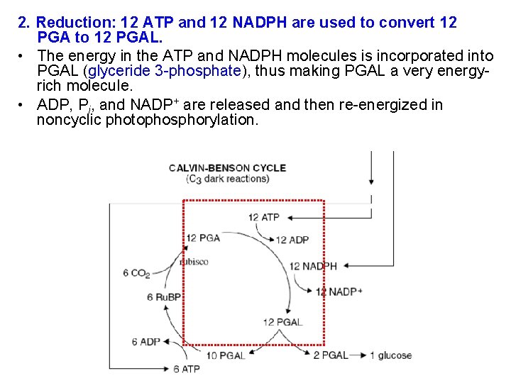 2. Reduction: 12 ATP and 12 NADPH are used to convert 12 PGA to
