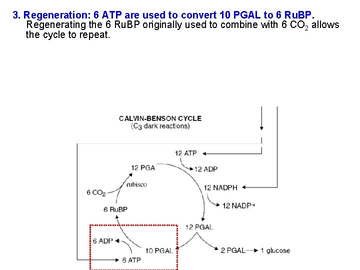 3. Regeneration: 6 ATP are used to convert 10 PGAL to 6 Ru. BP.