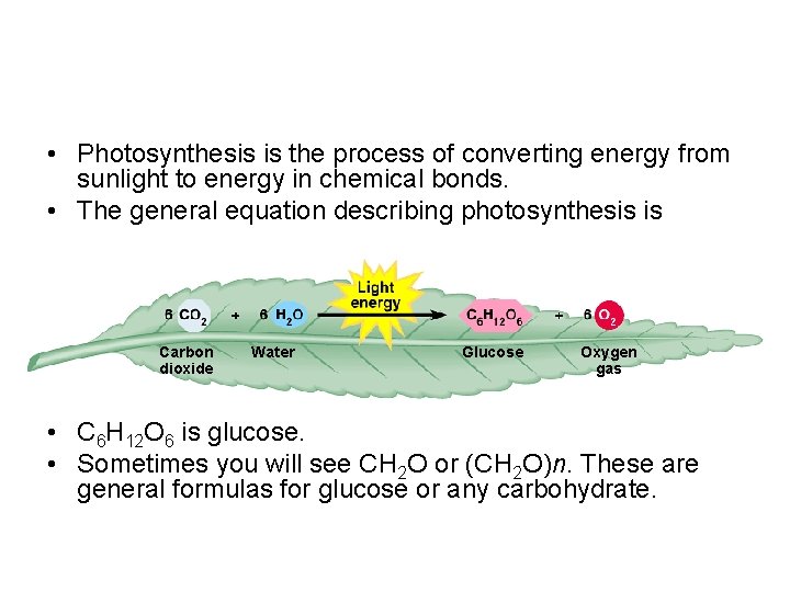  • Photosynthesis is the process of converting energy from sunlight to energy in