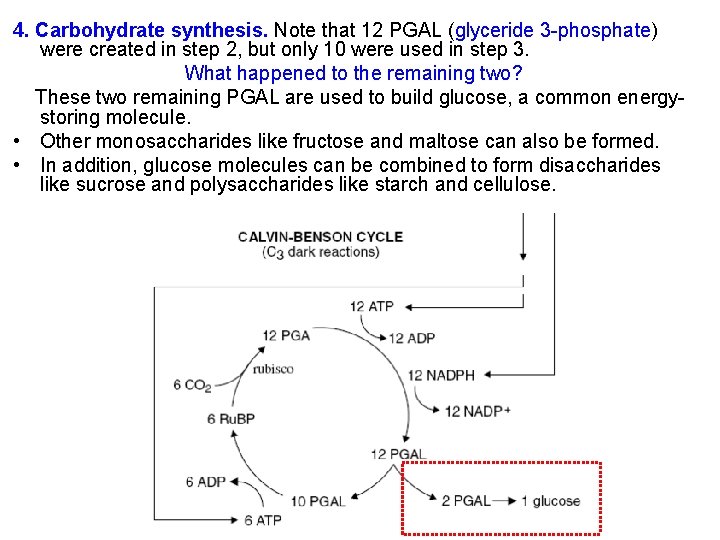 4. Carbohydrate synthesis. Note that 12 PGAL (glyceride 3 -phosphate) were created in step