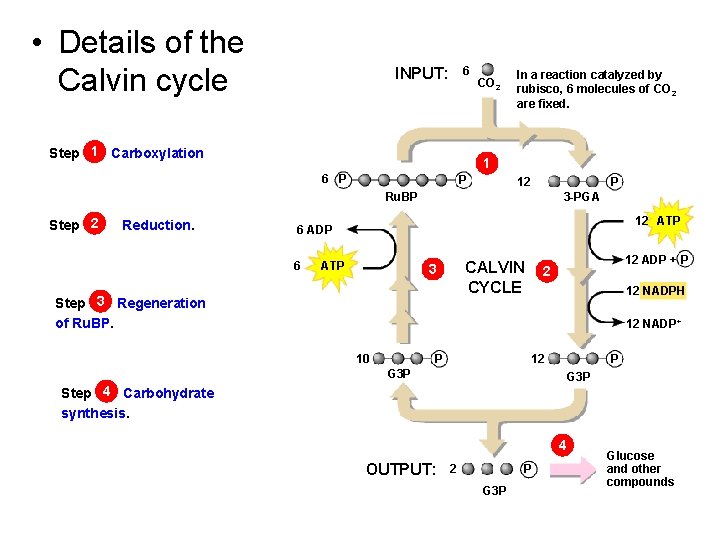  • Details of the Calvin cycle 6 INPUT: Step 1 Carboxylation CO 2