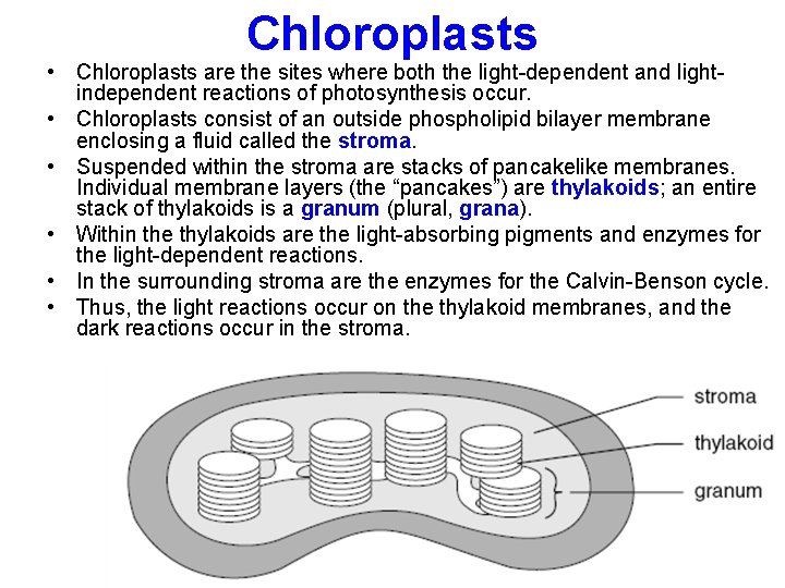 Chloroplasts • Chloroplasts are the sites where both the light-dependent and lightindependent reactions of