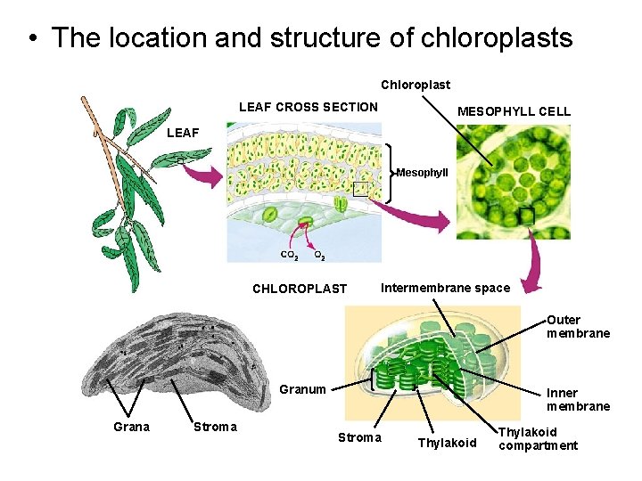  • The location and structure of chloroplasts Chloroplast LEAF CROSS SECTION MESOPHYLL CELL