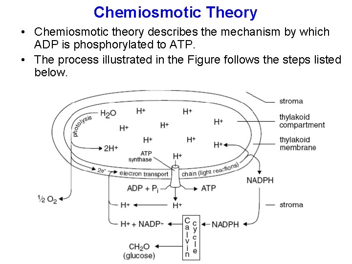 Chemiosmotic Theory • Chemiosmotic theory describes the mechanism by which ADP is phosphorylated to