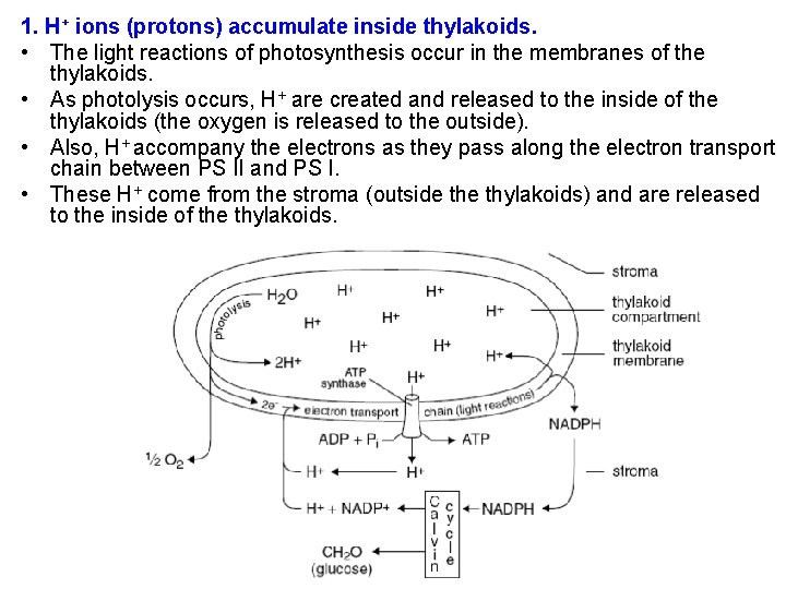 1. H+ ions (protons) accumulate inside thylakoids. • The light reactions of photosynthesis occur