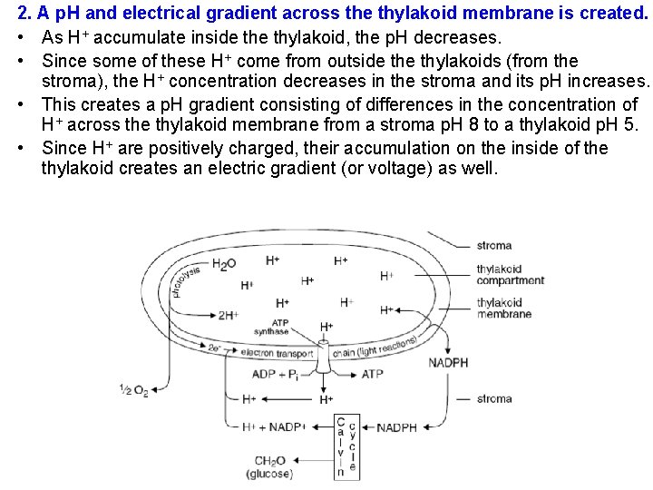 2. A p. H and electrical gradient across the thylakoid membrane is created. •