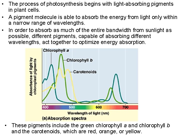  • The process of photosynthesis begins with light-absorbing pigments in plant cells. •