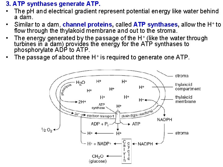 3. ATP synthases generate ATP. • The p. H and electrical gradient represent potential