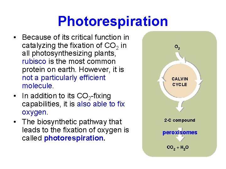 Photorespiration • Because of its critical function in catalyzing the fixation of CO 2