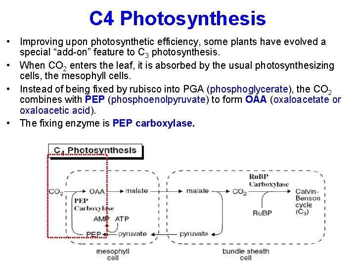 C 4 Photosynthesis • Improving upon photosynthetic efficiency, some plants have evolved a special