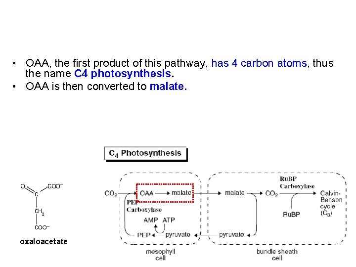  • OAA, the first product of this pathway, has 4 carbon atoms, thus
