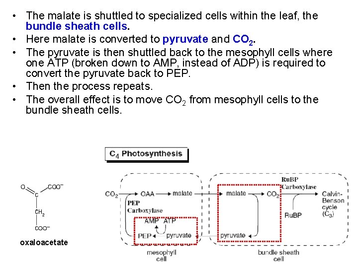  • The malate is shuttled to specialized cells within the leaf, the bundle